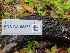  ( - FDS-CA-08375)  @11 [ ] by-nc (2024) Fresno Mycology Society Fungal Diversity Survey