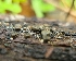  ( - FDS-CA-08375)  @11 [ ] by-nc (2024) Fresno Mycology Society Fungal Diversity Survey