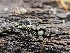  ( - FDS-CA-08375)  @11 [ ] by-nc (2024) Fresno Mycology Society Fungal Diversity Survey