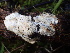  ( - FDS-CA-08491)  @11 [ ] by-nc (2024) Dean Lyons Fungal Diversity Survey