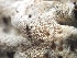  ( - FDS-CA-08491)  @11 [ ] by-nc (2024) Dean Lyons Fungal Diversity Survey