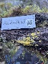  ( - FDS-CA-08493)  @11 [ ] by-nc (2024) Dean Lyons Fungal Diversity Survey