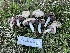  ( - FDS-CA-08591)  @11 [ ] by-nc (2024) Dean Lyons Fungal Diversity Survey