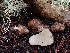  ( - FDS-CA-07163)  @11 [ ] by (2024) Mandy Hackney Fungal Diversity Survey