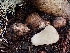  ( - FDS-CA-07163)  @11 [ ] by (2024) Mandy Hackney Fungal Diversity Survey