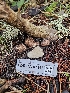  (Rhizopogon subbadius - FDS-CA-07163)  @11 [ ] by (2024) Mandy Hackney Fungal Diversity Survey