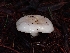  ( - FDS-CA-07162)  @11 [ ] by (2024) Mandy Hackney Fungal Diversity Survey