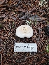  ( - FDS-CA-07162)  @11 [ ] by (2024) Mandy Hackney Fungal Diversity Survey
