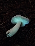  ( - FDS-CA-07162)  @11 [ ] by (2024) Mandy Hackney Fungal Diversity Survey