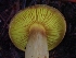  ( - FDS-CA-07157)  @11 [ ] by (2024) Mandy Hackney Fungal Diversity Survey
