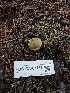  ( - FDS-CA-07157)  @11 [ ] by (2024) Mandy Hackney Fungal Diversity Survey