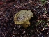  ( - FDS-CA-07157)  @11 [ ] by (2024) Mandy Hackney Fungal Diversity Survey