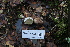  ( - FDS-CA-08800)  @11 [ ] c (2024) Marinna Grijalva Fungal Diversity Survey