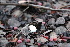  ( - FDS-CA-08708)  @11 [ ] c (2024) Marinna Grijalva Fungal Diversity Survey