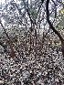  ( - FDS-CA-08710)  @11 [ ] c (2024) Marinna Grijalva Fungal Diversity Survey