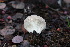  ( - FDS-CA-08710)  @11 [ ] c (2024) Marinna Grijalva Fungal Diversity Survey