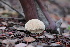  ( - FDS-CA-08710)  @11 [ ] c (2024) Marinna Grijalva Fungal Diversity Survey