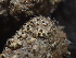  ( - FDS-CA-08149)  @11 [ ] by-nc (2024) Damon Tighe Fungal Diversity Survey