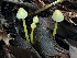  ( - FDS-CA-08150)  @11 [ ] by-nc (2024) Damon Tighe Fungal Diversity Survey