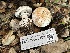  ( - FDS-CA-08153)  @11 [ ] by-nc (2024) Damon Tighe Fungal Diversity Survey