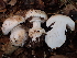  ( - FDS-CA-08153)  @11 [ ] by-nc (2024) Damon Tighe Fungal Diversity Survey