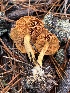  (Cortinarius sp. Harrower88c - FDS-CA-08401)  @11 [ ] by-nc (2024) Dean Lyons Fungal Diversity Survey