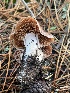  ( - FDS-CA-08407)  @11 [ ] by-nc (2024) Dean Lyons Fungal Diversity Survey