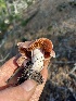  ( - FDS-CA-08407)  @11 [ ] by-nc (2024) Dean Lyons Fungal Diversity Survey