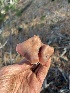  ( - FDS-CA-08407)  @11 [ ] by-nc (2024) Dean Lyons Fungal Diversity Survey