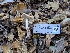  ( - FDS-CA-06969)  @11 [ ] by-nc (2024) Stu Pickell Fungal Diversity Survey
