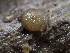  ( - FDS-CA-08590)  @11 [ ] by-nc (2025) Dean Lyons Fungal Diversity Survey