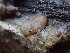  ( - FDS-CA-08590)  @11 [ ] by-nc (2025) Dean Lyons Fungal Diversity Survey