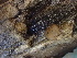  ( - FDS-CA-08590)  @11 [ ] by-nc (2025) Dean Lyons Fungal Diversity Survey