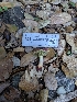  ( - FDS-CA-06975)  @11 [ ] by-nc (2024) Stu Pickell Fungal Diversity Survey