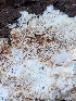  ( - FDS-CA-06982)  @11 [ ] by-nc (2024) Stu Pickell Fungal Diversity Survey