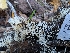  ( - FDS-CA-06983)  @11 [ ] by-nc (2024) Stu Pickell Fungal Diversity Survey