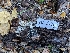  ( - FDS-CA-06983)  @11 [ ] by-nc (2024) Stu Pickell Fungal Diversity Survey