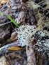  ( - FDS-CA-06983)  @11 [ ] by-nc (2024) Stu Pickell Fungal Diversity Survey