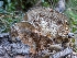  (Fuscoporia - FDS-CA-06986)  @11 [ ] by-nc (2024) Stu Pickell Fungal Diversity Survey