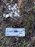  ( - FDS-CA-06997)  @11 [ ] by-nc (2024) Stu Pickell Fungal Diversity Survey