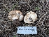 (Lactarius pseudodelicatus - FDS-CA-06999)  @11 [ ] by-nc (2024) Stu Pickell Fungal Diversity Survey