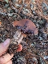  ( - FDS-CA-07208)  @11 [ ] by-nc (2024) Stu Pickell Fungal Diversity Survey