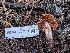  ( - FDS-CA-07208)  @11 [ ] by-nc (2024) Stu Pickell Fungal Diversity Survey