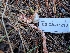  ( - FDS-CA-07213)  @11 [ ] by-nc (2024) Stu Pickell Fungal Diversity Survey