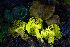  (Cortinarius brunneofibrillosus - FDS-CA-08478)  @11 [ ] by-nc (2024) Dean Lyons Fungal Diversity Survey