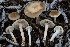  ( - FDS-CA-07425)  @11 [ ] by-nc (2024) Dean Lyons Fungal Diversity Survey