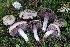  ( - FDS-CA-08591)  @11 [ ] by-nc (2024) Dean Lyons Fungal Diversity Survey