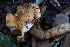  (Phlegmacium sp. CA01 - FDS-CA-08475)  @11 [ ] by-nc (2025) Dean Lyons Fungal Diversity Survey