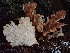  ( - FDS-CA-07123)  @11 [ ] by (2025) Mandy Hackney Fungal Diversity Survey