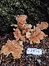  ( - FDS-CA-07123)  @11 [ ] by (2025) Mandy Hackney Fungal Diversity Survey